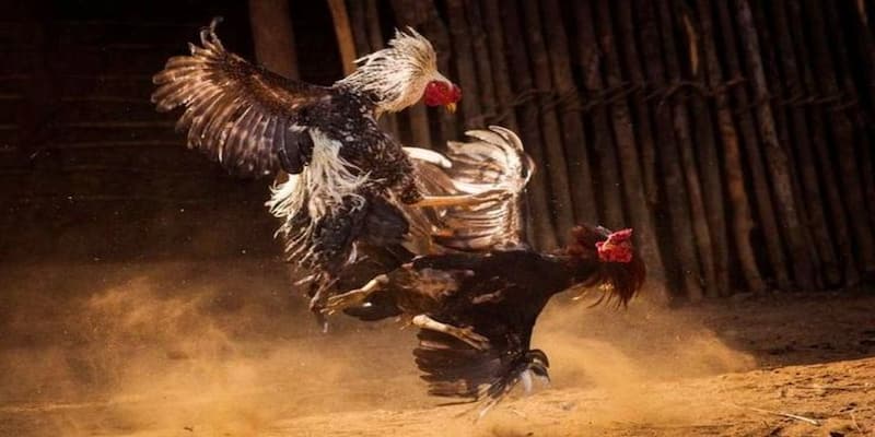 Tại sao đá gà 33win trở thành xu hướng cá cược hiện nay